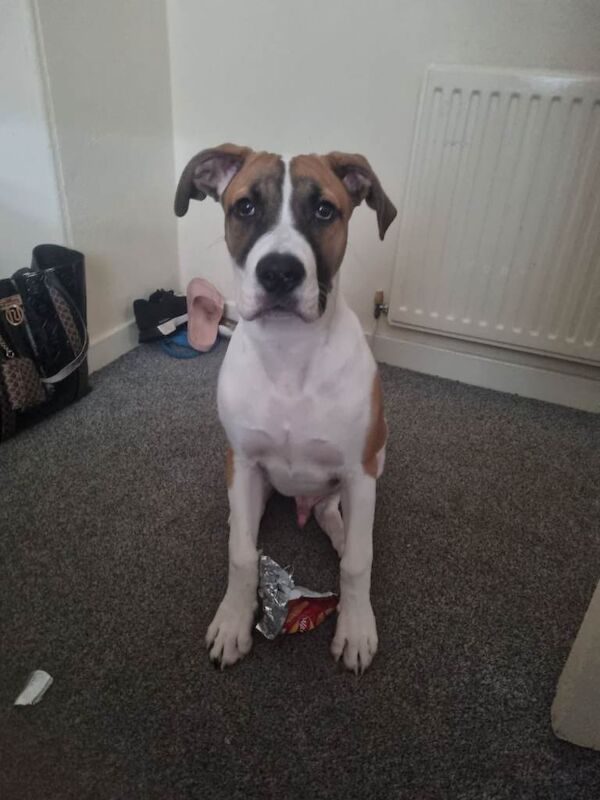Boxer puppies for sale in Renfrew, Renfrewshire – 8 months old - Image 3 of 6