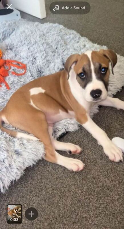 Boxer puppies for sale in Renfrew, Renfrewshire – 8 months old - Image 4 of 6