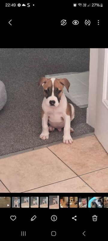 Boxer puppies for sale in Renfrew, Renfrewshire – 8 months old - Image 5 of 6