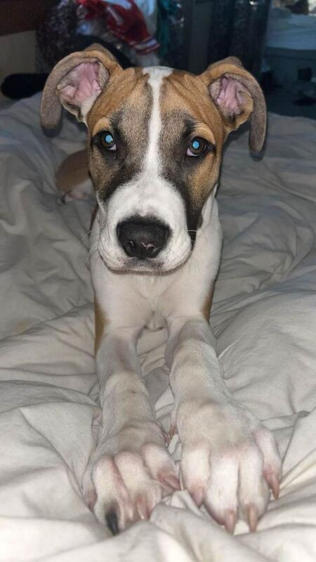 Boxer puppies for sale in Renfrew, Renfrewshire – 8 months old - Image 6 of 6