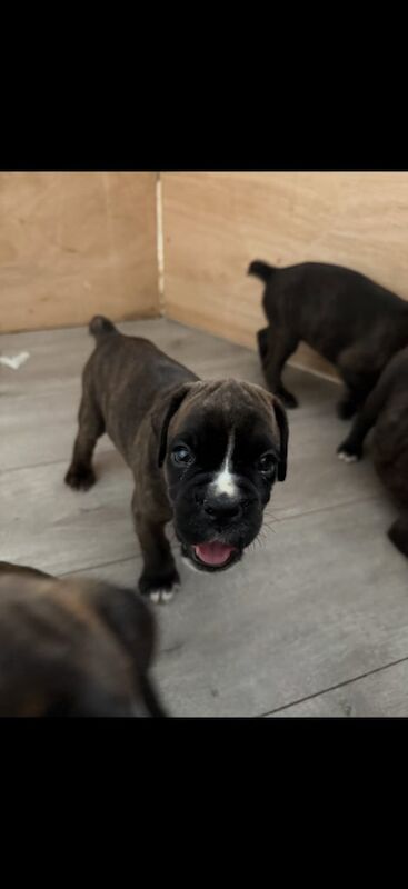 Boxer puppies for sale in Tranent, East Lothian – KC registered, 5 weeks old