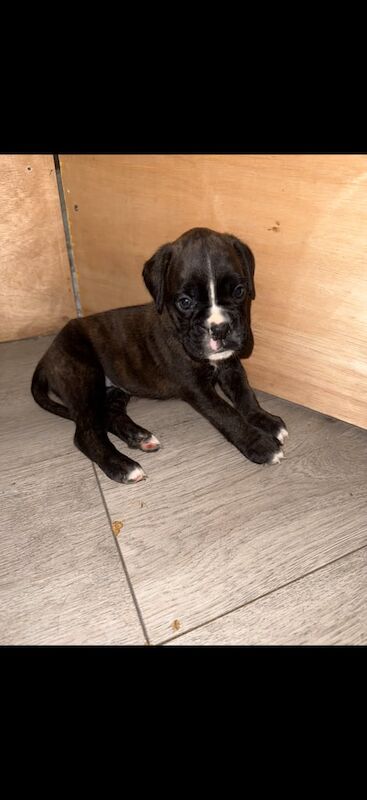 Boxer puppies for sale in Tranent, East Lothian – KC registered, 5 weeks old - Image 2 of 3