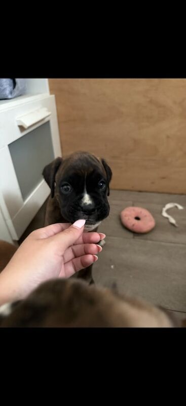 Boxer puppies for sale in Tranent, East Lothian – KC registered, 5 weeks old - Image 3 of 3