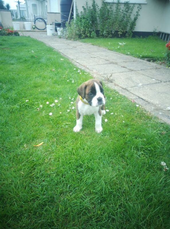 Boxer puppies for sale in Bideford, Devon – KC registered, 7 weeks old