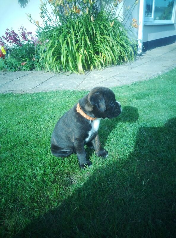 Boxer puppies for sale in Bideford, Devon – KC registered, 7 weeks old - Image 2 of 15