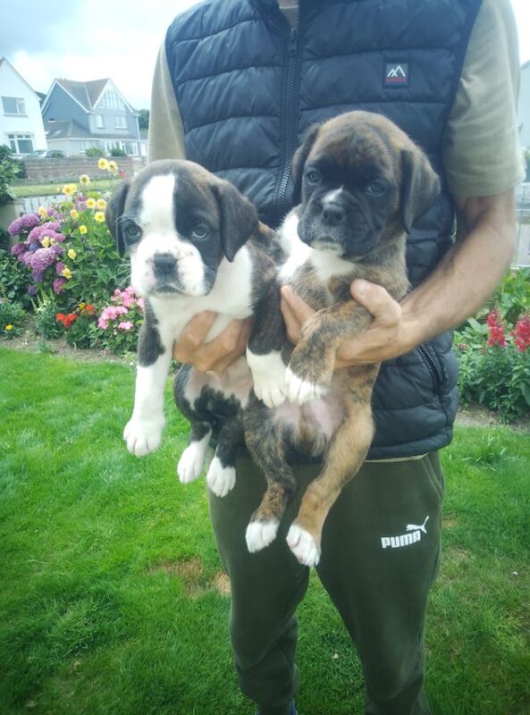 Boxer puppies for sale in Bideford, Devon – KC registered, 7 weeks old - Image 3 of 15