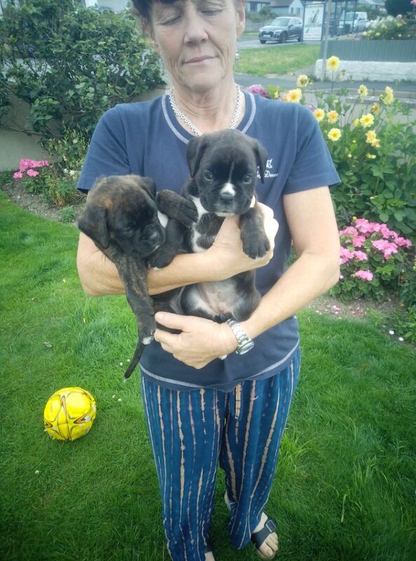 Boxer puppies for sale in Bideford, Devon – KC registered, 7 weeks old - Image 4 of 15