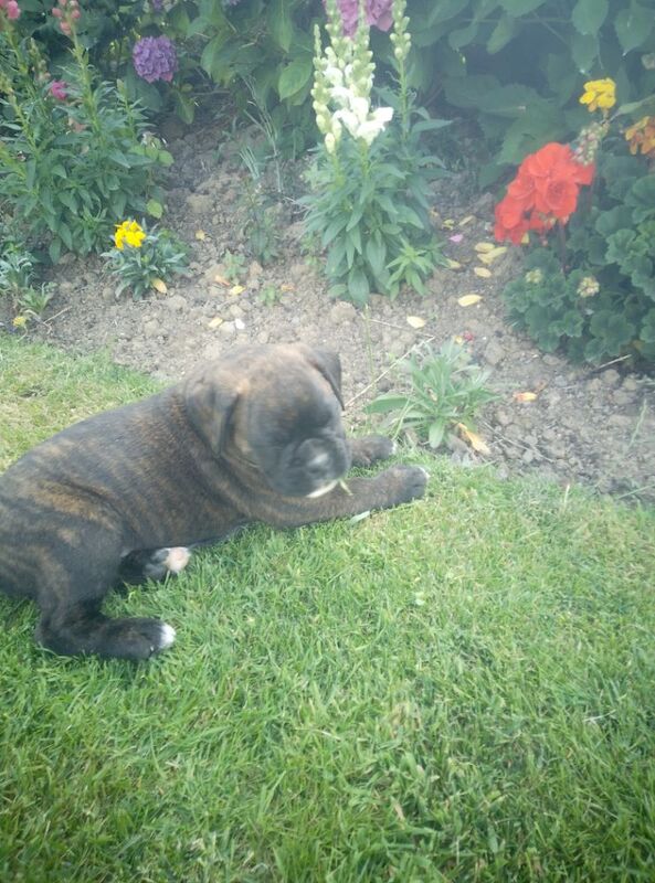 Boxer puppies for sale in Bideford, Devon – KC registered, 7 weeks old - Image 5 of 15