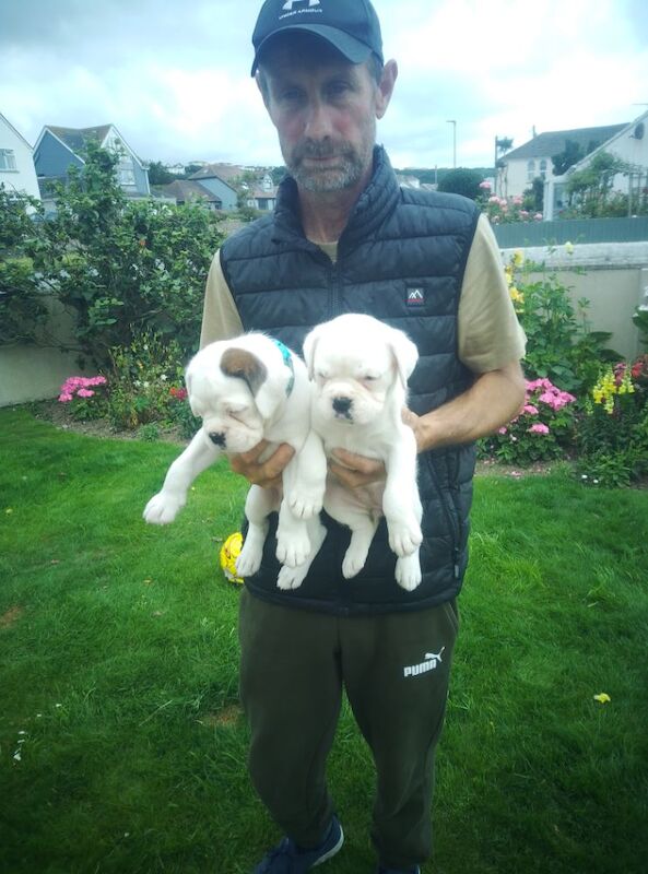 Boxer puppies for sale in Bideford, Devon – KC registered, 7 weeks old - Image 6 of 15