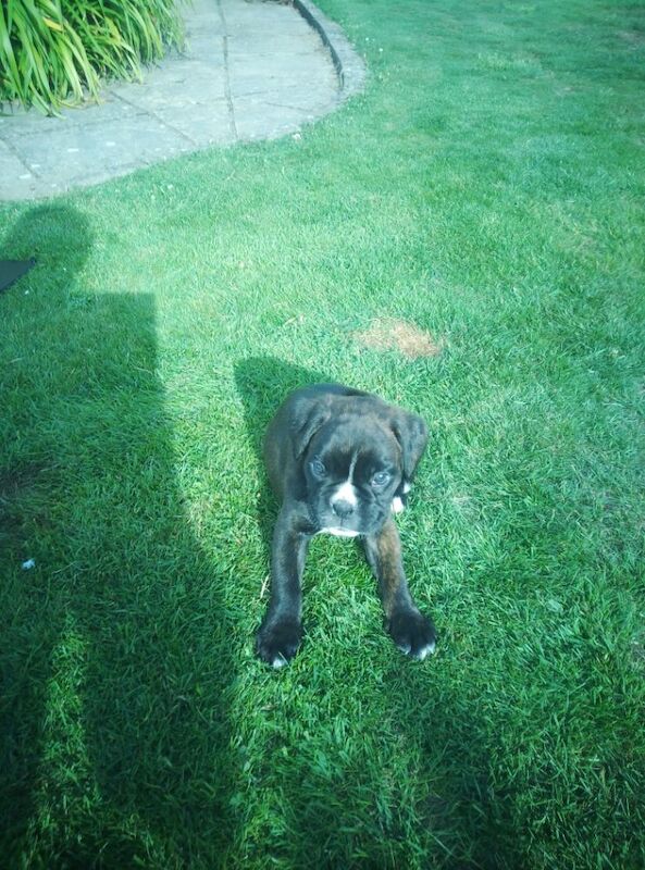 Boxer puppies for sale in Bideford, Devon – KC registered, 7 weeks old - Image 7 of 15