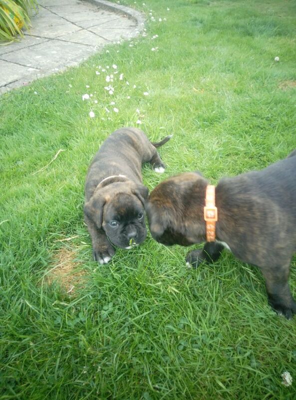 Boxer puppies for sale in Bideford, Devon – KC registered, 7 weeks old - Image 8 of 15