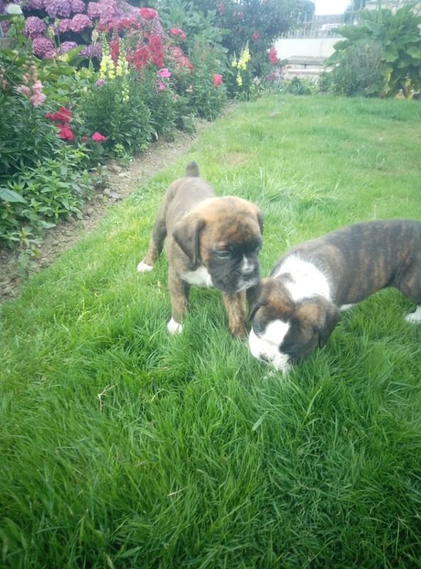 Boxer puppies for sale in Bideford, Devon – KC registered, 7 weeks old - Image 9 of 15