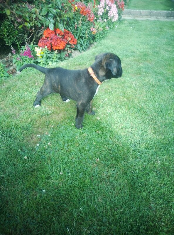 Boxer puppies for sale in Bideford, Devon – KC registered, 7 weeks old - Image 10 of 15