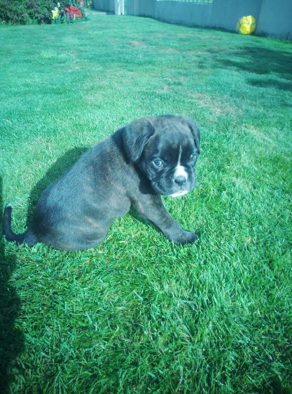 Boxer puppies for sale in Bideford, Devon – KC registered, 7 weeks old - Image 11 of 15