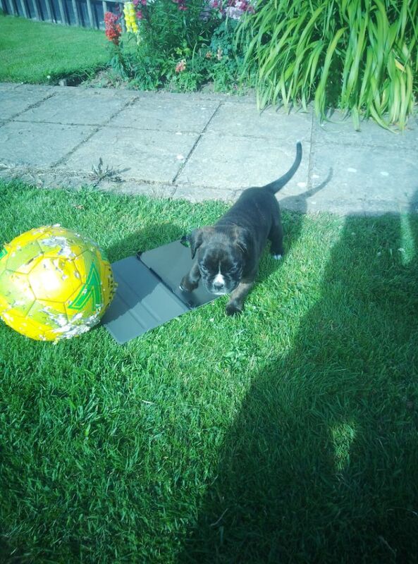 Boxer puppies for sale in Bideford, Devon – KC registered, 7 weeks old - Image 12 of 15