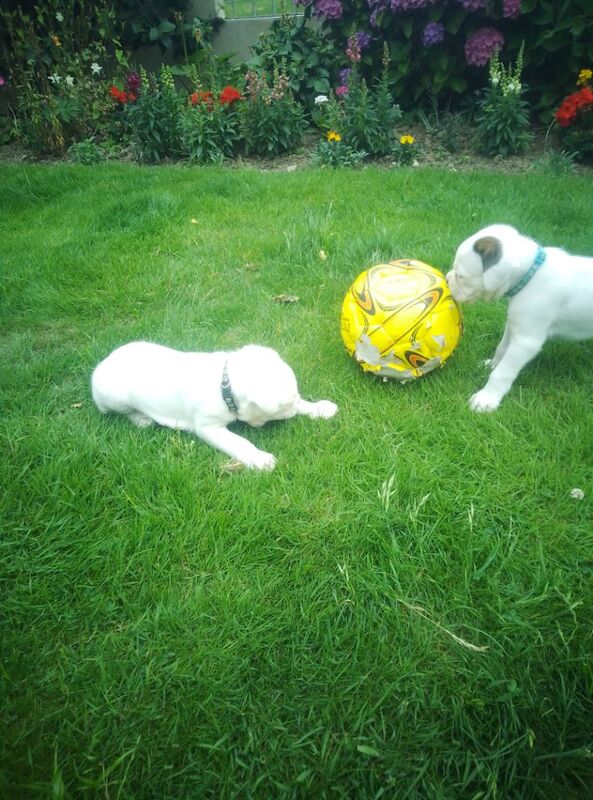 Boxer puppies for sale in Bideford, Devon – KC registered, 7 weeks old - Image 13 of 15