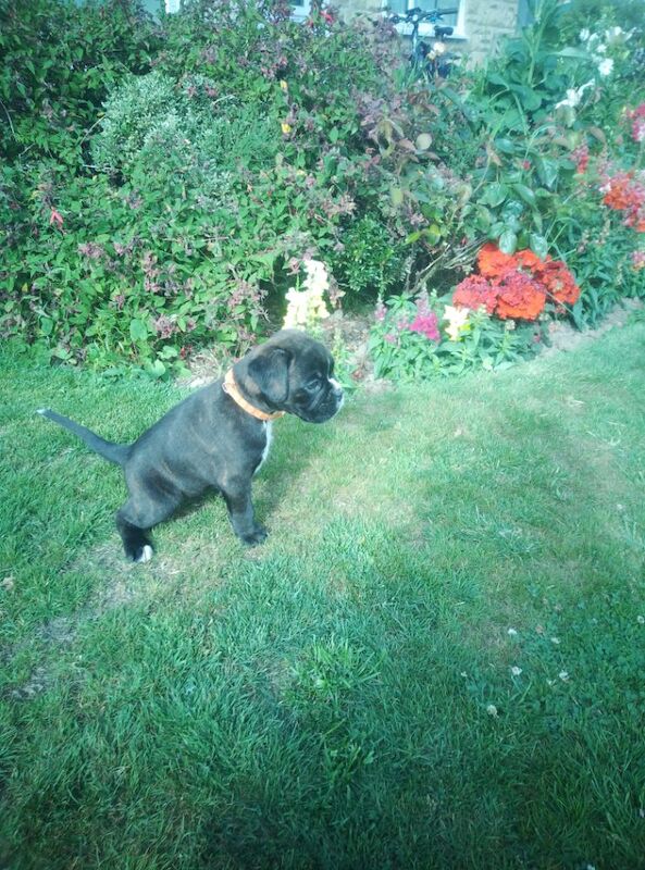 Boxer puppies for sale in Bideford, Devon – KC registered, 7 weeks old - Image 14 of 15