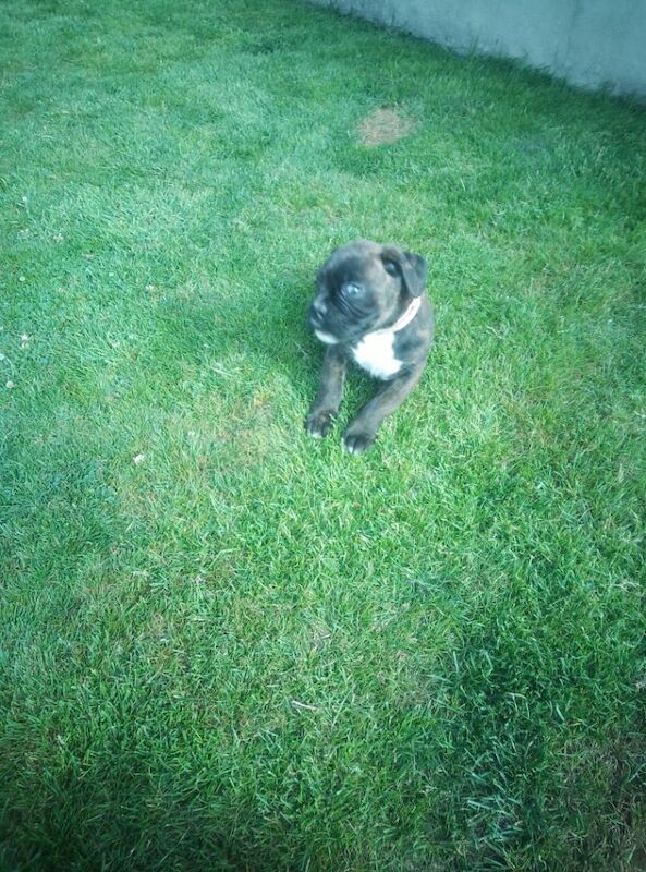 Boxer puppies for sale in Bideford, Devon – KC registered, 7 weeks old - Image 15 of 15