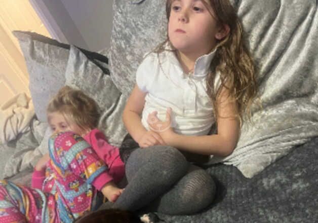 Boxer puppies for sale in Durham, Durham – KC registered, 4 years old - Image 4 of 4