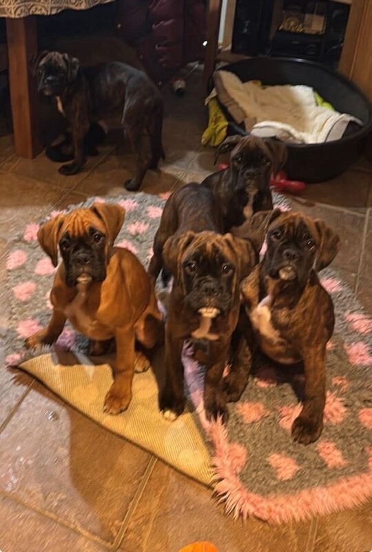 Boxer puppies for sale in Omagh, County Tyrone – KC registered, 3 months old