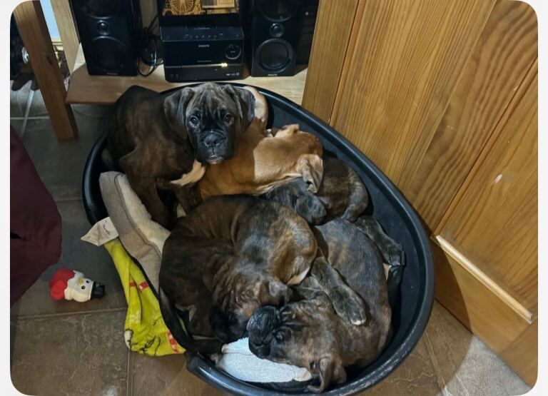 Boxer puppies for sale in Omagh, County Tyrone – KC registered, 3 months old - Image 2 of 4