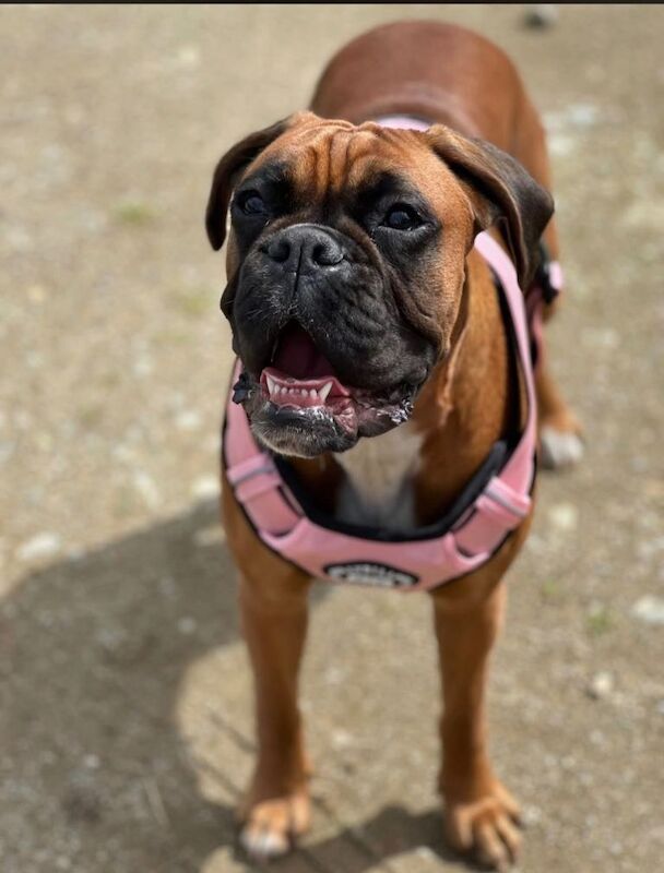 Boxer puppies for sale in Omagh, County Tyrone – KC registered, 3 months old - Image 3 of 4