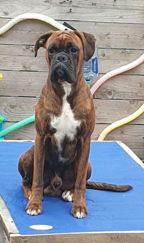 Boxer puppies for sale in Omagh, County Tyrone – KC registered, 3 months old - Image 4 of 4