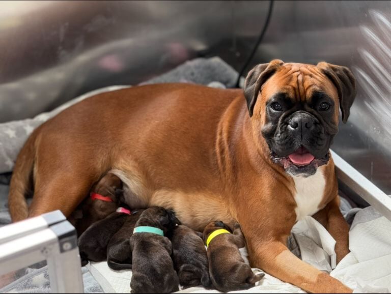 Boxer puppies for sale in Omagh, County Tyrone – KC registered, 6 weeks old