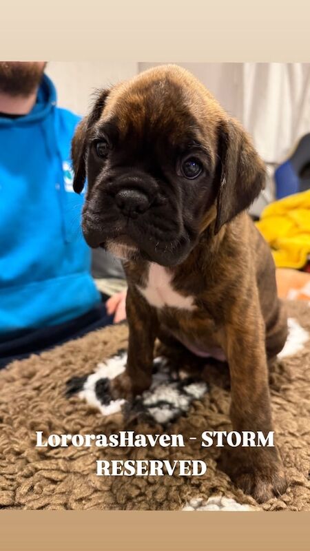 Boxer puppies for sale in Omagh, County Tyrone – KC registered, 6 weeks old - Image 2 of 5