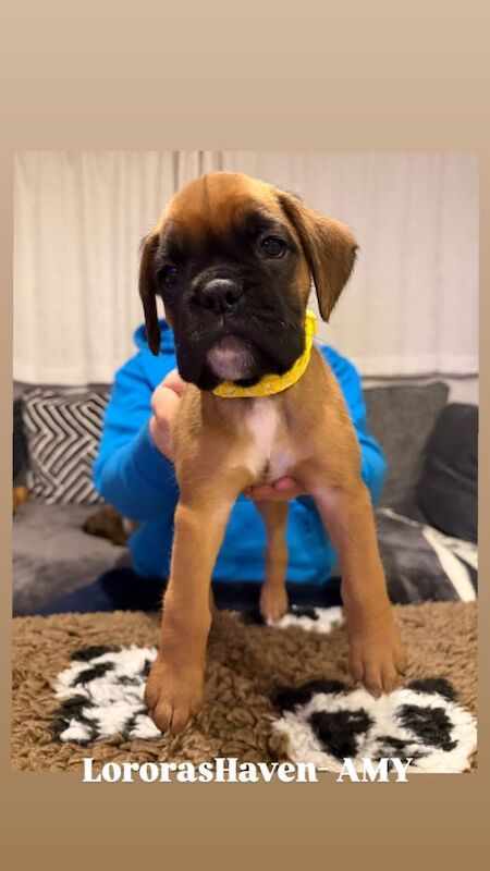 Boxer puppies for sale in Omagh, County Tyrone – KC registered, 6 weeks old - Image 4 of 5