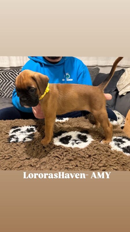 Boxer puppies for sale in Omagh, County Tyrone – KC registered, 6 weeks old - Image 5 of 5