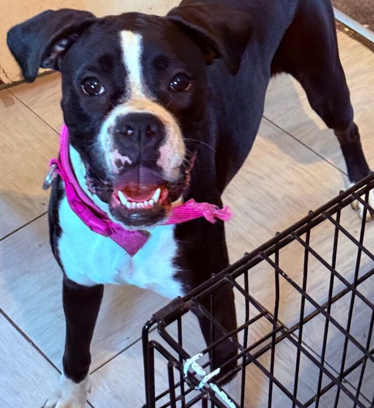 Boxer puppies for sale in Chesterfield, Derbyshire – KC registered, 11 months old