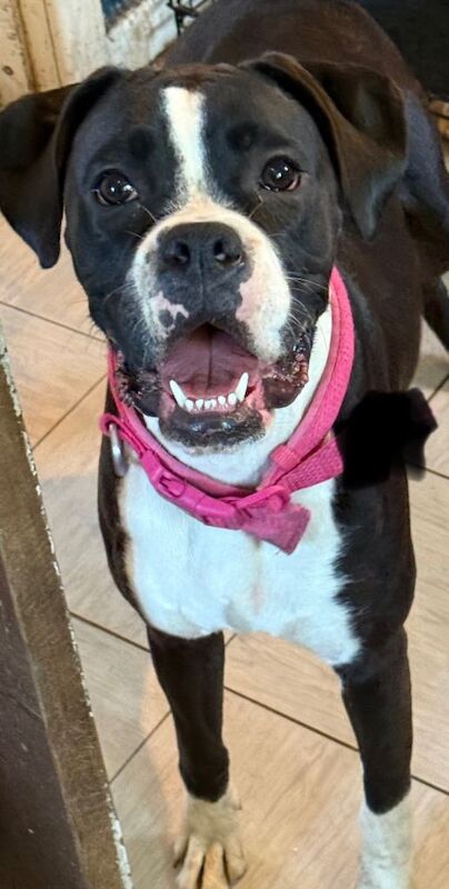 Kc registered boxer bitch - Image 2 of 3