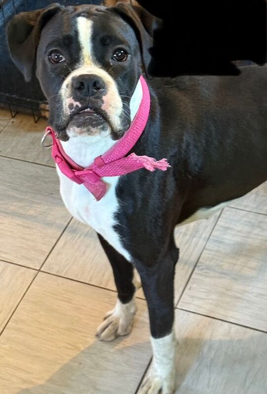 Kc registered boxer bitch - Image 3 of 3