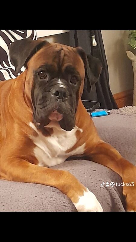 Boxer puppies for sale in Wisbech, Cambridgeshire – KC registered, 5 weeks old