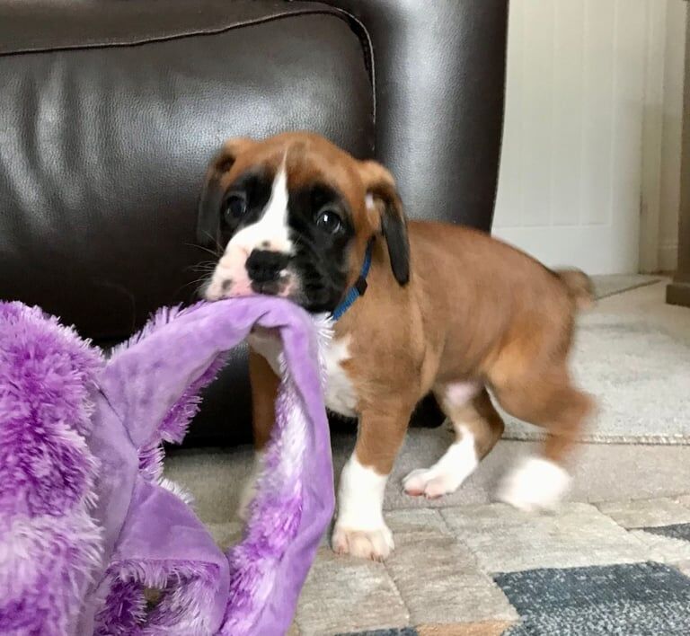 Boxer puppies for sale in Lincoln, Lincolnshire – KC registered, 6 weeks old