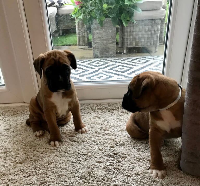 Boxer puppies for sale in Lincoln, Lincolnshire – KC registered, 6 weeks old - Image 2 of 3