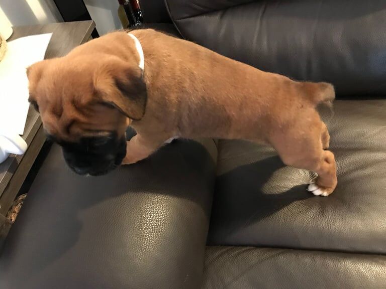 Boxer puppies for sale in Lincoln, Lincolnshire – KC registered, 6 weeks old - Image 3 of 3