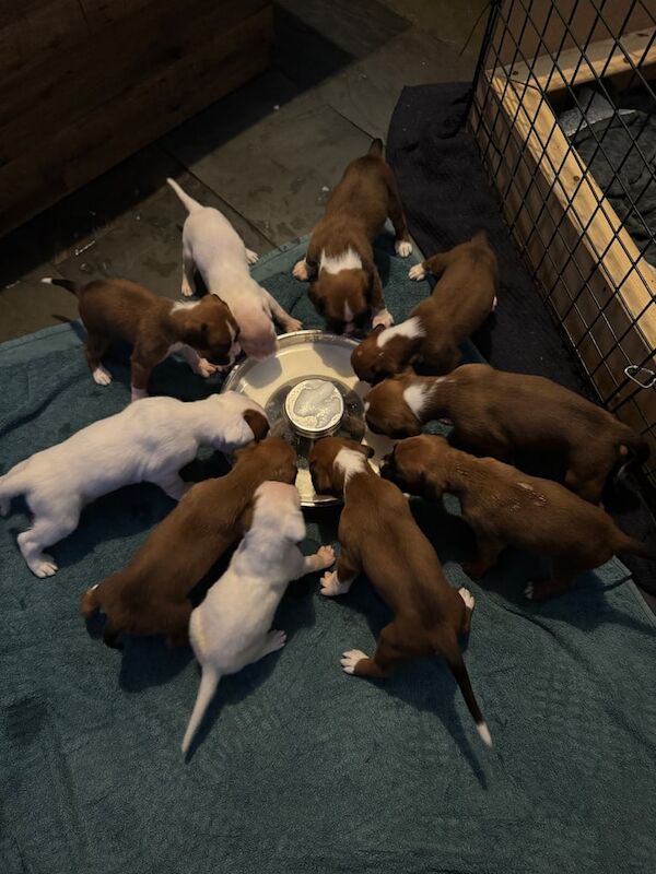 Boxer puppies for sale in Leslie, Fife – 4 weeks old