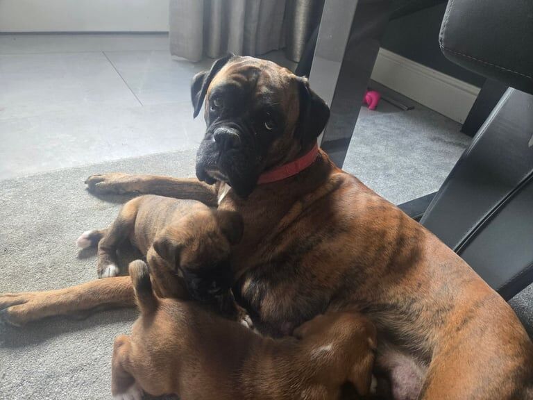 Boxer puppies for sale in Burnham-on-Crouch, Essex – 6 weeks old