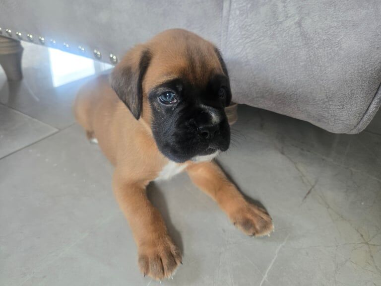 Boxer puppies for sale in Burnham-on-Crouch, Essex – 8 weeks old - Image 2 of 3