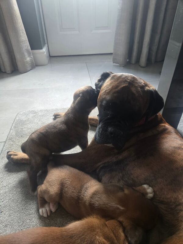 Boxer puppies for sale in Burnham-on-Crouch, Essex – 8 weeks old - Image 3 of 3