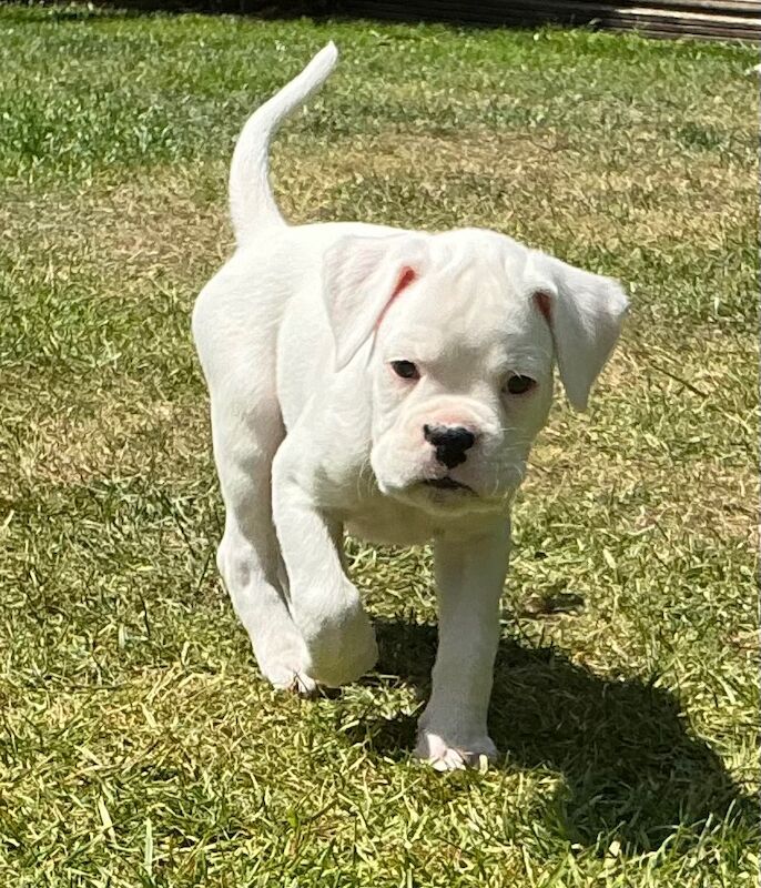 KC Registered Puppies with Champion Heritage for sale in South Molton, Devon