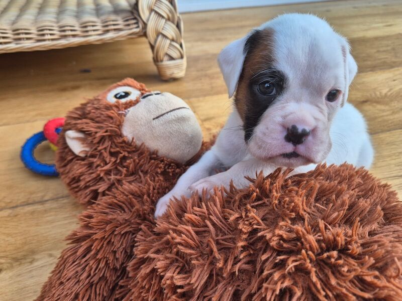 KC Registered Puppies with Champion Heritage for sale in South Molton, Devon | Image 2