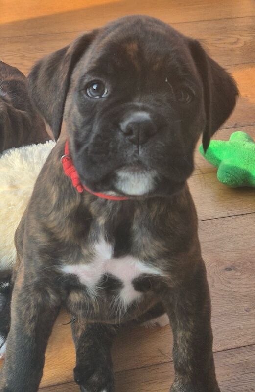 KC Registered Puppies with Champion Heritage for sale in South Molton, Devon | Image 3