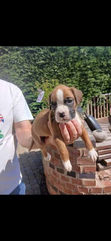 Boxer puppies for sale in Birmingham, West Midlands – KC registered, 7 weeks old