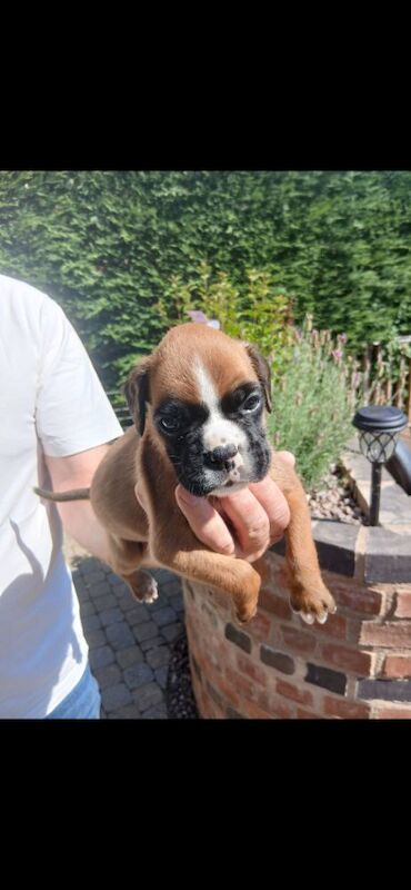 Boxer puppies for sale in Birmingham, West Midlands – KC registered, 8 weeks old - Image 2 of 6
