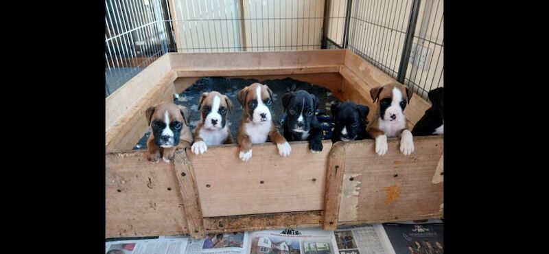 Boxer puppies for sale in Birmingham, West Midlands – KC registered, 8 weeks old - Image 4 of 6