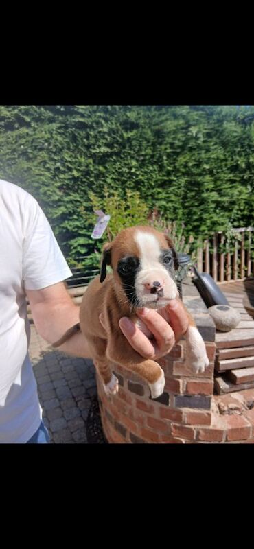 Boxer puppies for sale in Birmingham, West Midlands – KC registered, 8 weeks old - Image 5 of 6