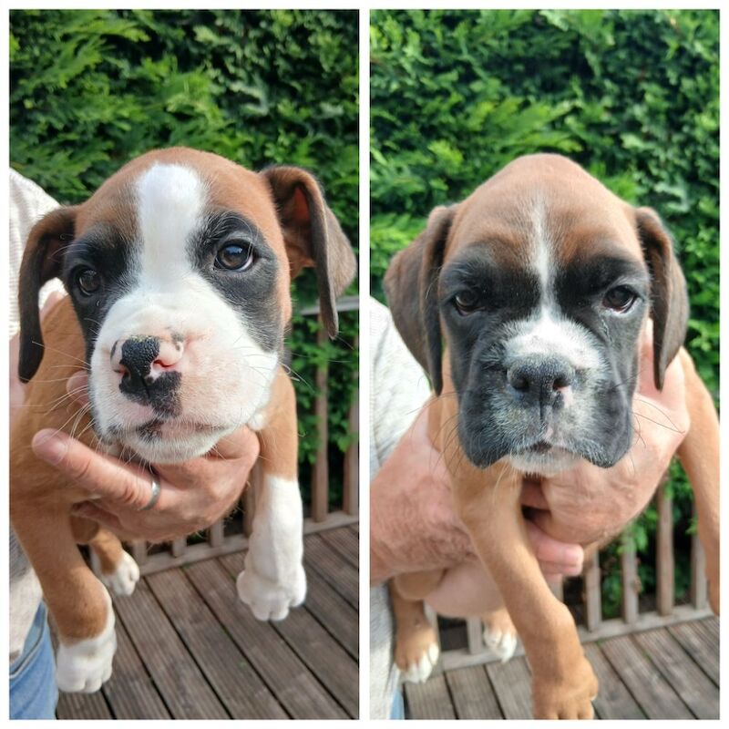 Boxer puppies for sale in Birmingham, West Midlands – KC registered, 9 weeks old